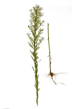 Tutorial. Grass Small-flowered canadian with flowers. Foto stock