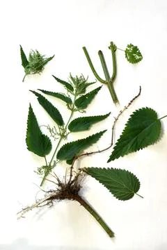 Tutorial. Grass Stinging nettle with flowers. Foto stock