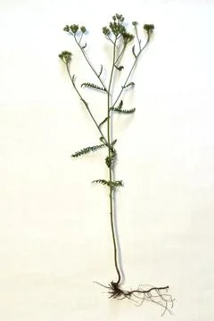 Tutorial. Grass Yarrow noble with flowers in full growth. Foto stock
