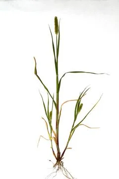 Tutorial. Herb Setaria pumila with flowers. 写真素材