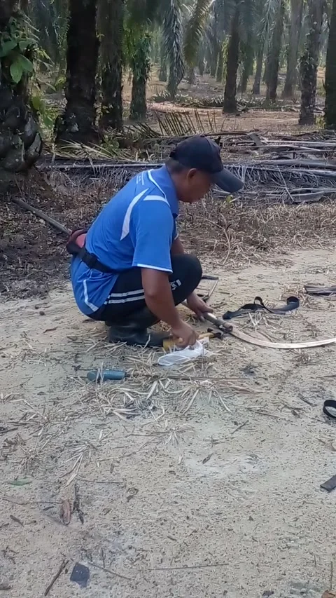 Tutorial on installing a palm oil cutter 스톡 동영상 243728094