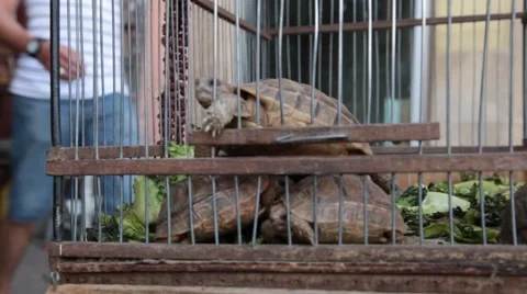 Tutrles at the Marrakech Souk Video stock 40061369