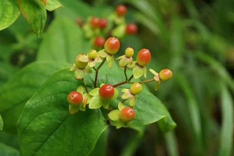 Tutsan Berries Foto stock