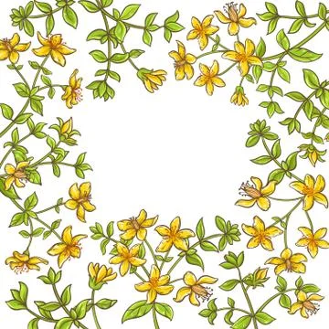 Tutsan branch vector frame Stock Illustration