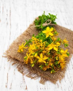 Tutsan flowers Stock Photos