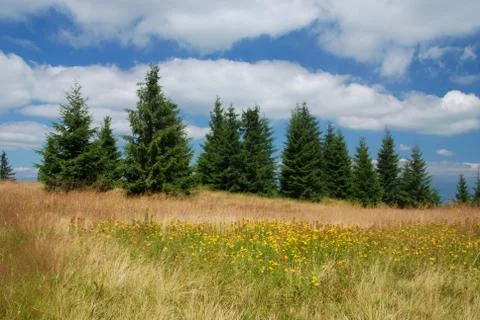 Tutsan meadow Stock Photos