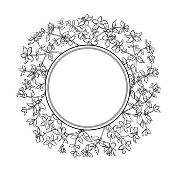 Tutsan Plant Outline Round Frame. Stock Illustration