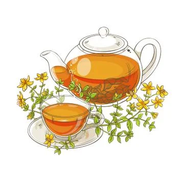 Tutsan tea illustration Stock Illustration