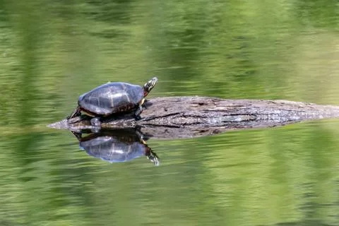 Tuttle sunbathing on a Log Stock Photos