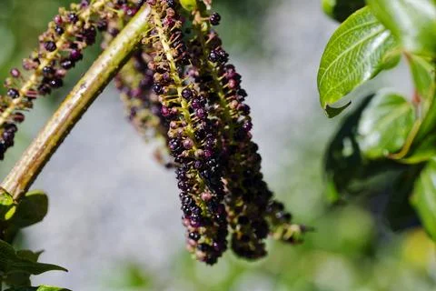 Tutu berries on the tutu tree, a native New Zealand tree is very poisonous Stock Photos