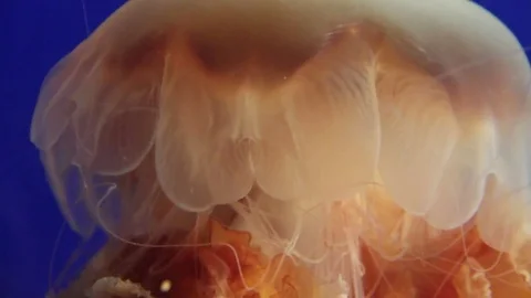 Tutu Jellyfish Stock Footage 75023940