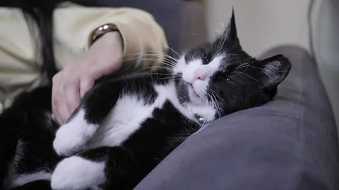 Tuxedo cat is caressed Stock Footage 237259680