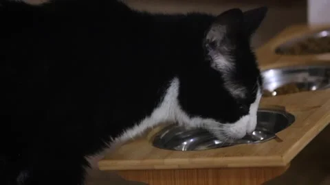 Tuxedo Cat Drinking Water Stock Footage 240439387
