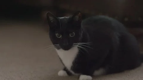 Tuxedo Cat Stock Footage 157143929