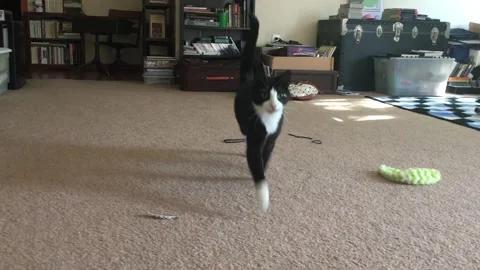 Tuxedo Cat Hopping Stock Footage 240438792