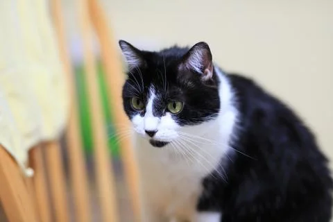 Tuxedo cat Stock Photos
