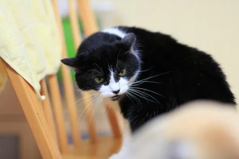 Tuxedo cat Stock Photos
