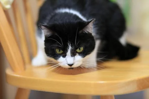 Tuxedo cat Stock Photos