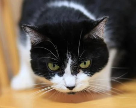 Tuxedo cat Stock Photos