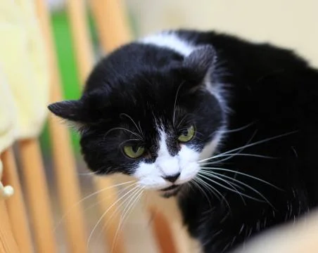 Tuxedo cat Stock Photos