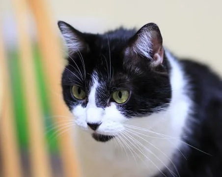 Tuxedo cat Stock Photos