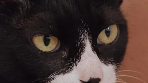 Tuxedo cat with a prominent bicolor pattern of stark black-and-white. Stock Footage 307593988