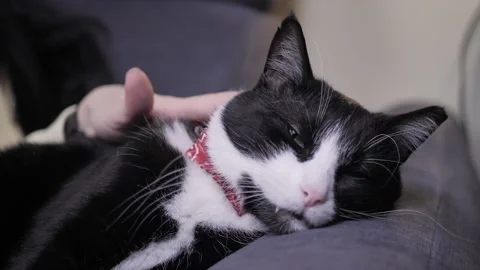 Tuxedo happy cat Stock Footage 237264814
