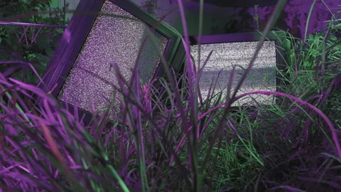 TV noise in the forest Video stock 171348967