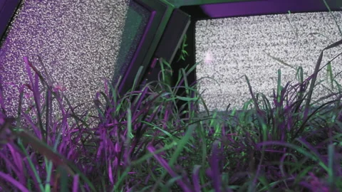 TV noise in the forest 스톡 동영상 171349295