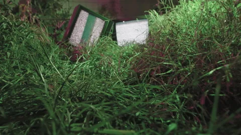 Tv noise in the weed 스톡 동영상 171353008