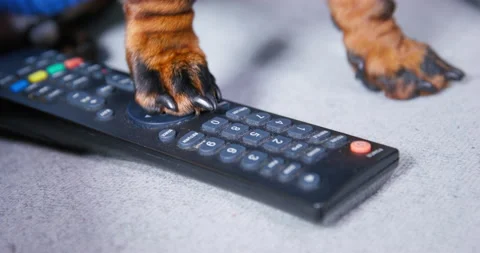 Tv remote control hand change channels press buttons zapping suffering idleness Stock Footage 237571788