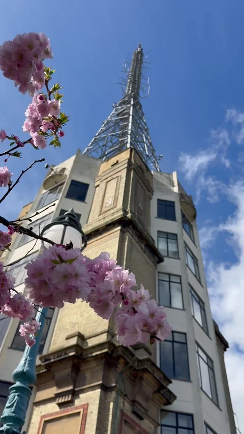 TV tower and cherry blossoms in the park Stock Footage 305907374