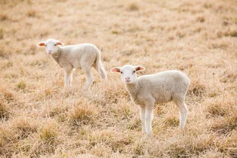 Tw white lambs looking into camera on pasture Stock Photos