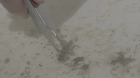 Tweezer Picking Up A Bug Out Of Water In A Petri Dish Stock Footage 148572972