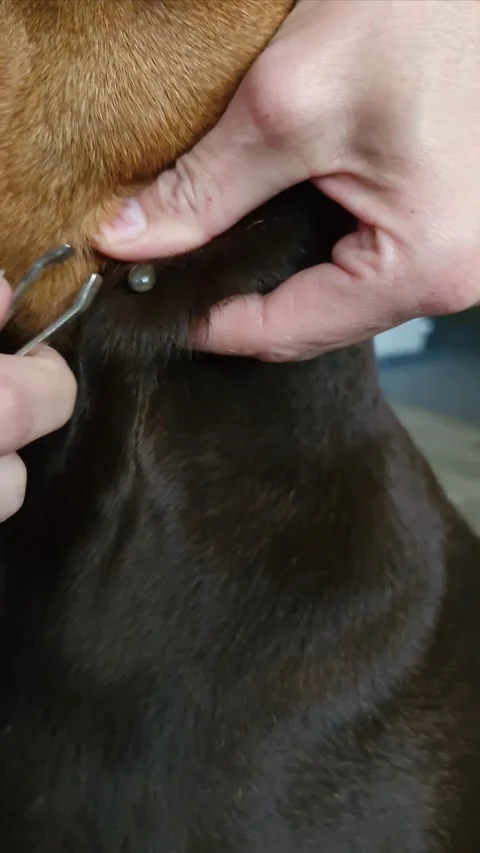 Tweezers pull out a tick parasite ixodes of a Doberman dog 스톡 동영상 306230689
