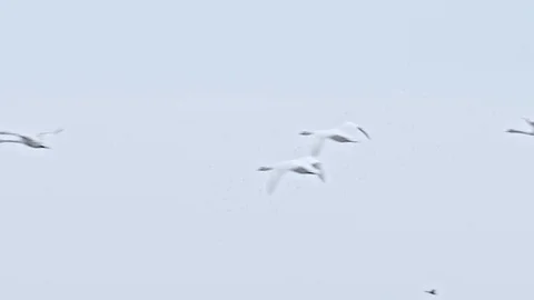 Twelf swans flyes through the sky Stock Footage 107597312