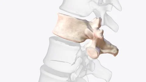 Twelfth thoracic vertebra Stock Illustration