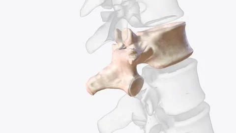 Twelfth thoracic vertebra Illustrazione stock