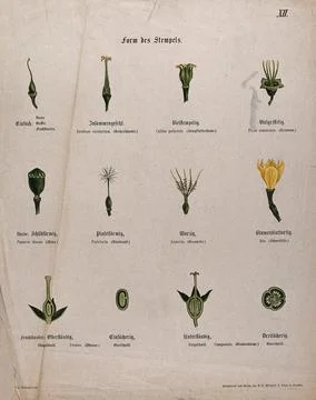 Twelve examples of different types of flower pistil. Chromolithograph, c. 185 Stock Illustration