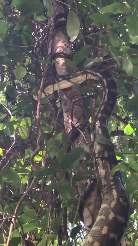 Twelve Foot Python Climbs Tree, Brisbane, Queensland, Australia - 19 Mar 2019 Stockbeeldmateriaal 205226581