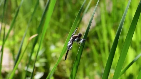 Twelve Spotted Skimmer Stock Footage 278317264