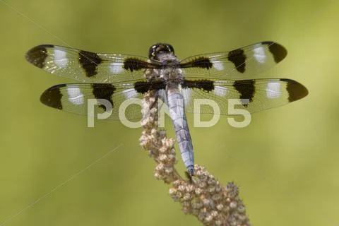 Twelve-spotted Skimmer (Libellula pulchella) dragonfly - male Stock Photos