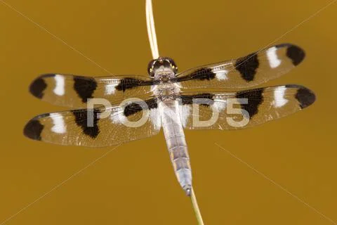 Twelve-spotted Skimmer (Libellula pulchella) dragonfly - male Stock Photos