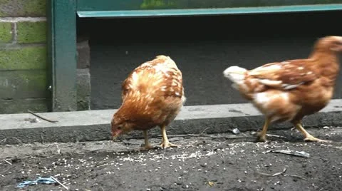 Twelve week old Rhode Island Red hens Video stock 22111309
