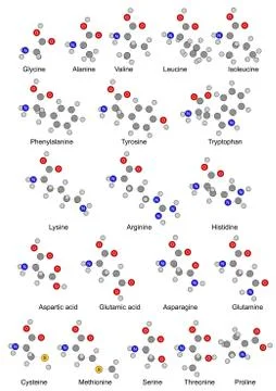 Twenty basic amino acids Stock Illustration