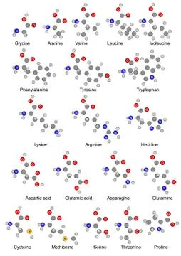 The twenty basic amino acids. Illustration Stock Illustration
