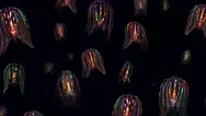 Twenty Glowing Jellyfish Float Through The Atlantic Ocean. Stock Footage