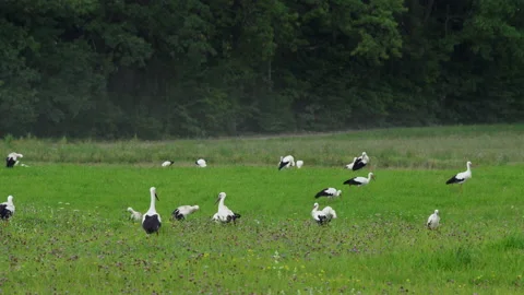 Twenty white storks are walking in the meadow and feeding. European nature. Stock Footage 232171511