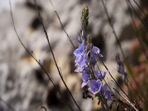 Twice Lavandula in the wind Video stock 69855525