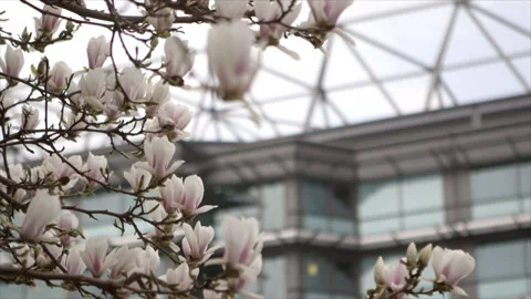 TWICKENHAM STADIUM WITH CHERRY BLOSSOM TREE Stock Footage 140825561